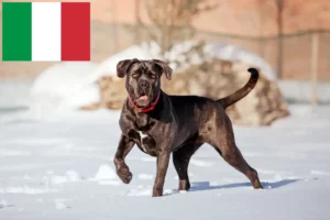 Read more about the article Cane Corso Italiano crescători și căței în Italia