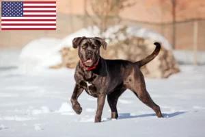 Read more about the article Cane Corso Italiano crescători și căței în SUA