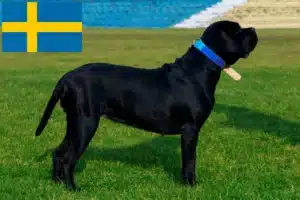 Read more about the article Cane Corso Italiano crescători și căței în Suedia