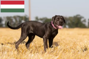 Read more about the article Cane Corso Italiano crescători și căței în Ungaria