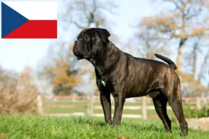 Read more about the article Cane Corso Italiano crescători și căței în Republica Cehă