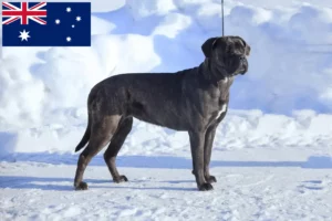 Read more about the article Cane Corso Italiano crescători și căței în Australia