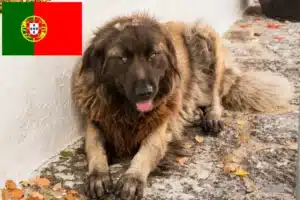 Read more about the article Cão Da Serra Da Estrela crescători și căței în Portugalia