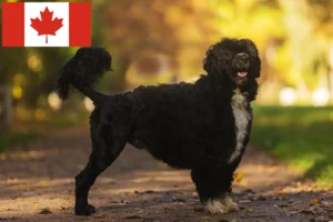 Read more about the article Cão de Agua português crescători și căței în Canada