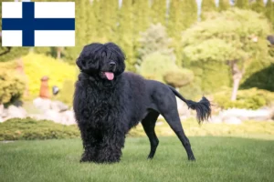 Read more about the article Cão de Agua português crescători și căței în Finlanda