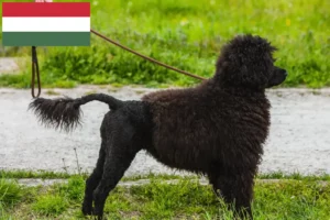 Read more about the article Cão de Agua português crescători și căței în Ungaria