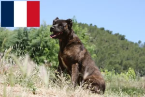 Read more about the article Cão Fila de São Miguel crescători și căței în Franța