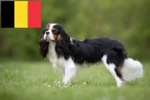 Read more about the article Cavalier King Charles Spaniel crescători și căței în Belgia