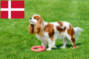 Read more about the article Cavalier King Charles Spaniel crescători și căței în Danemarca