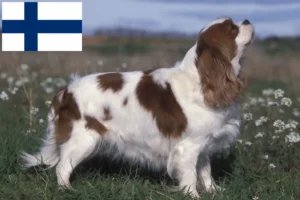 Read more about the article Cavalier King Charles Spaniel crescători și căței în Finlanda