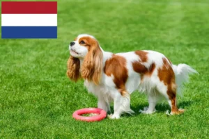 Read more about the article Cavalier King Charles Spaniel crescători și căței în Olanda