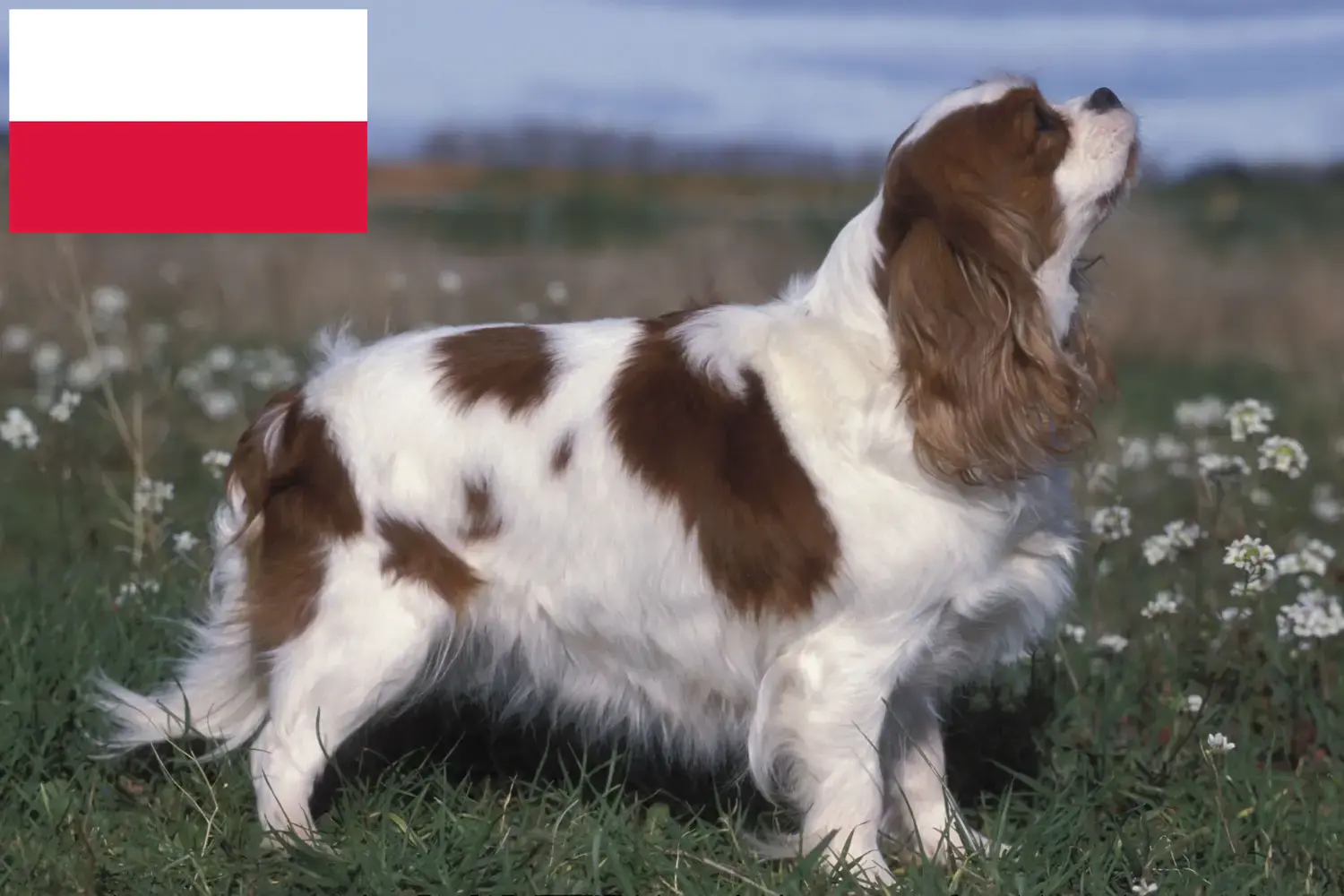 Read more about the article Cavalier King Charles Spaniel crescători și căței în Polonia