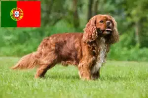 Read more about the article Cavalier King Charles Spaniel crescători și căței în Portugalia