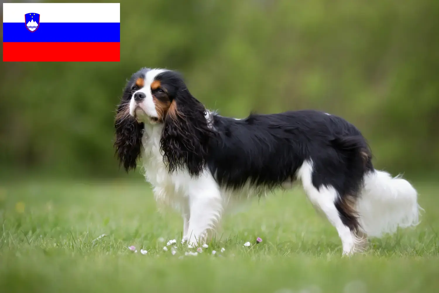 Read more about the article Cavalier King Charles Spaniel crescători și căței în Slovenia