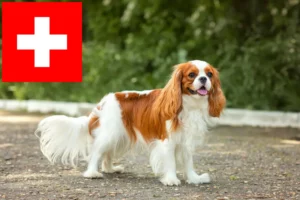 Read more about the article Cavalier King Charles Spaniel crescători și căței în Elveția