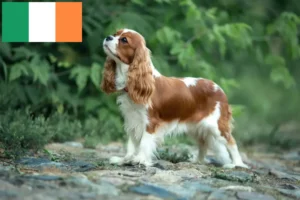 Read more about the article Cavalier King Charles Spaniel crescători și căței în Irlanda