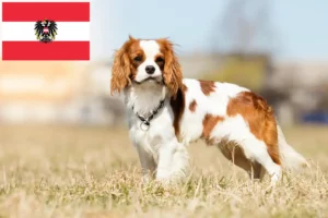 Read more about the article Cavalier King Charles Spaniel crescători și căței în Austria