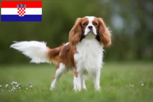 Read more about the article Cavalier King Charles Spaniel crescători și căței în Croația