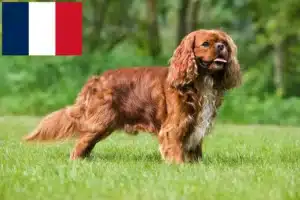 Read more about the article Cavalier King Charles Spaniel crescători și căței în Franța