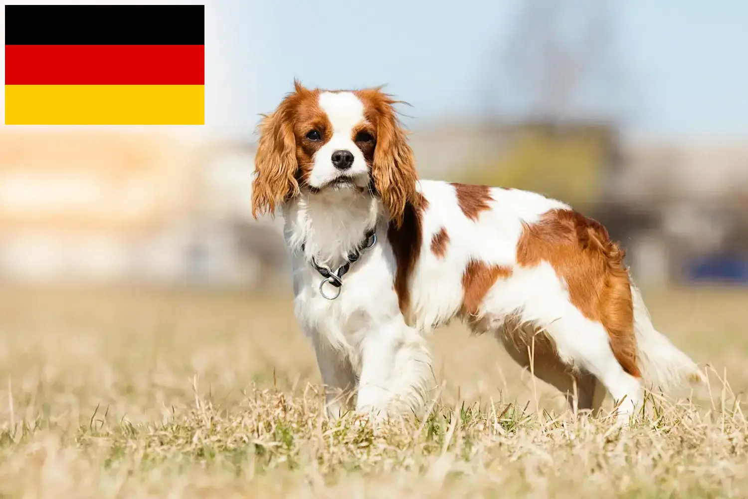 Read more about the article Cavalier King Charles Spaniel crescători și căței în Germania