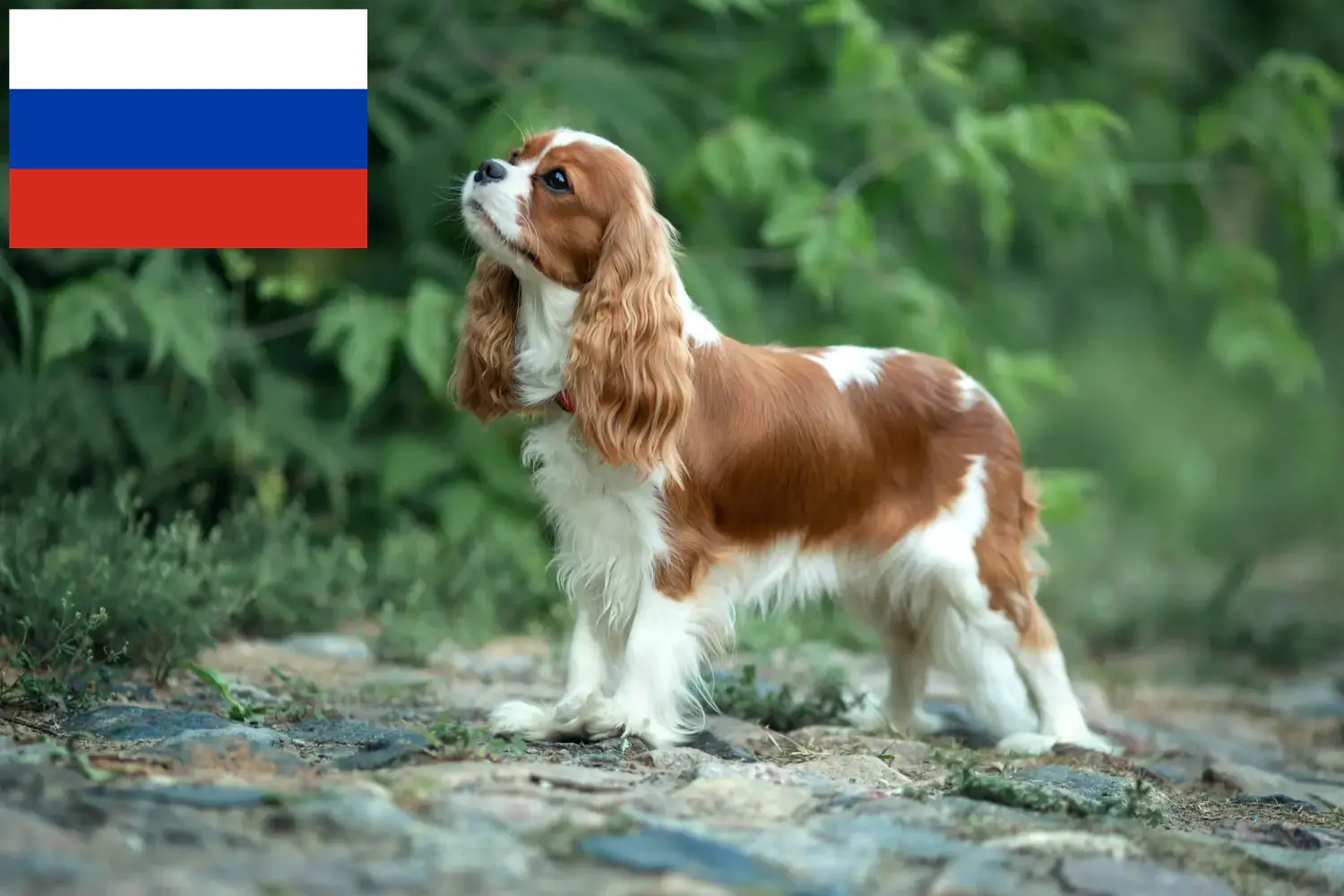 Read more about the article Cavalier King Charles Spaniel crescători și căței în Rusia