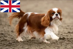 Read more about the article Cavalier King Charles Spaniel crescători și căței în Marea Britanie