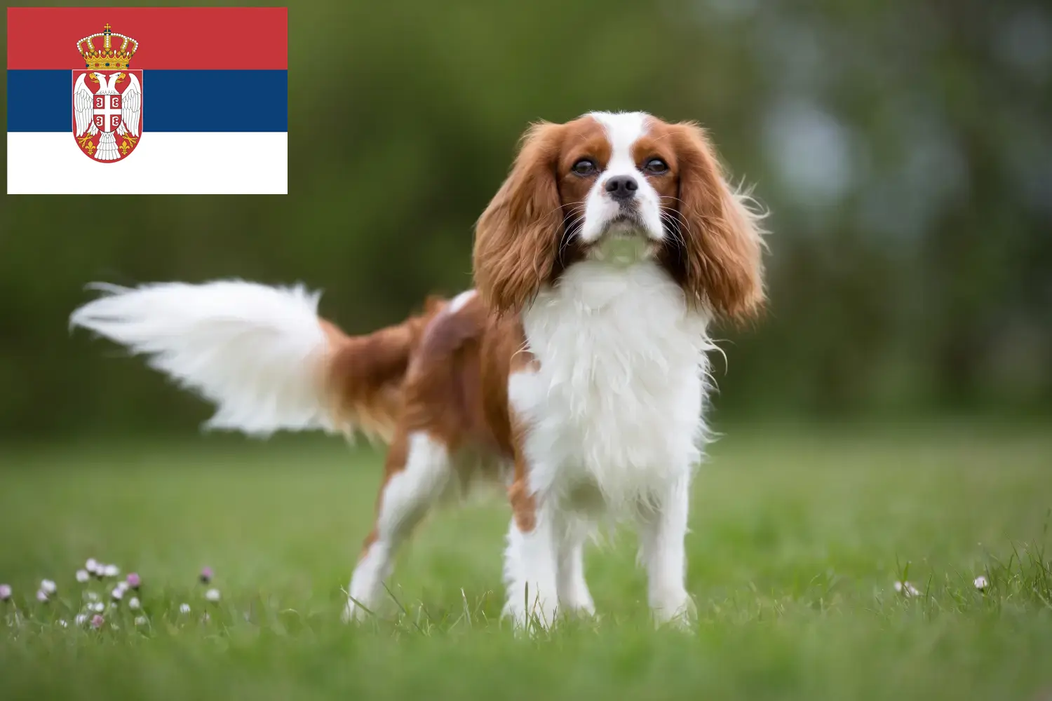 Read more about the article Cavalier King Charles Spaniel crescători și căței în Serbia