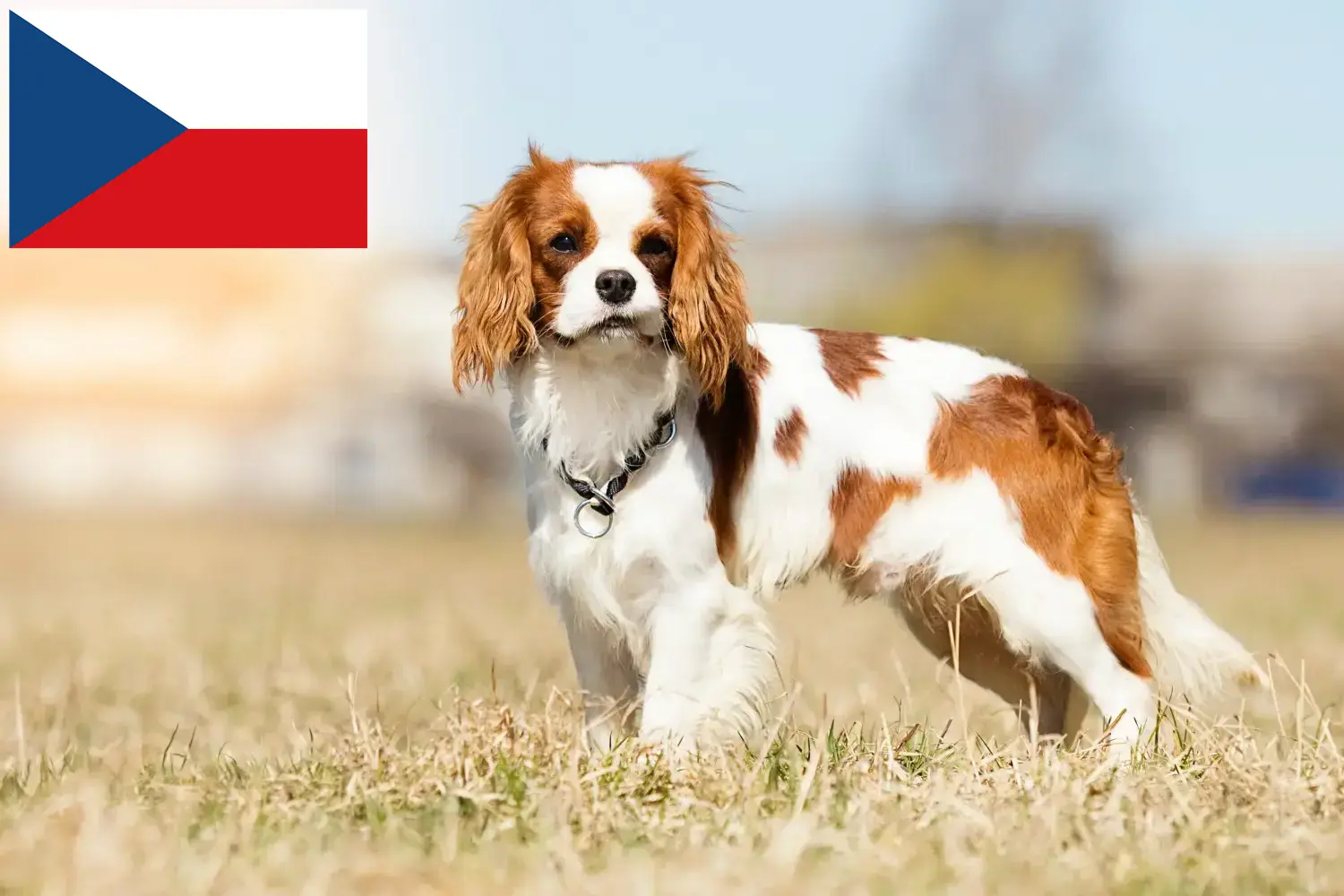 Read more about the article Cavalier King Charles Spaniel crescători și căței în Republica Cehă