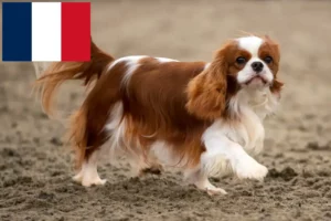 Read more about the article Cavalier King Charles Spaniel crescători și căței în Réunion