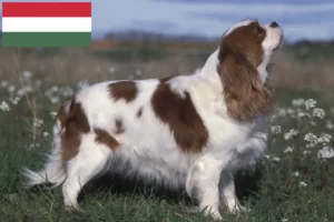 Read more about the article Cavalier King Charles Spaniel crescători și căței în Ungaria