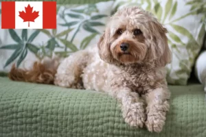 Read more about the article Cavoodle crescători și căței în Canada