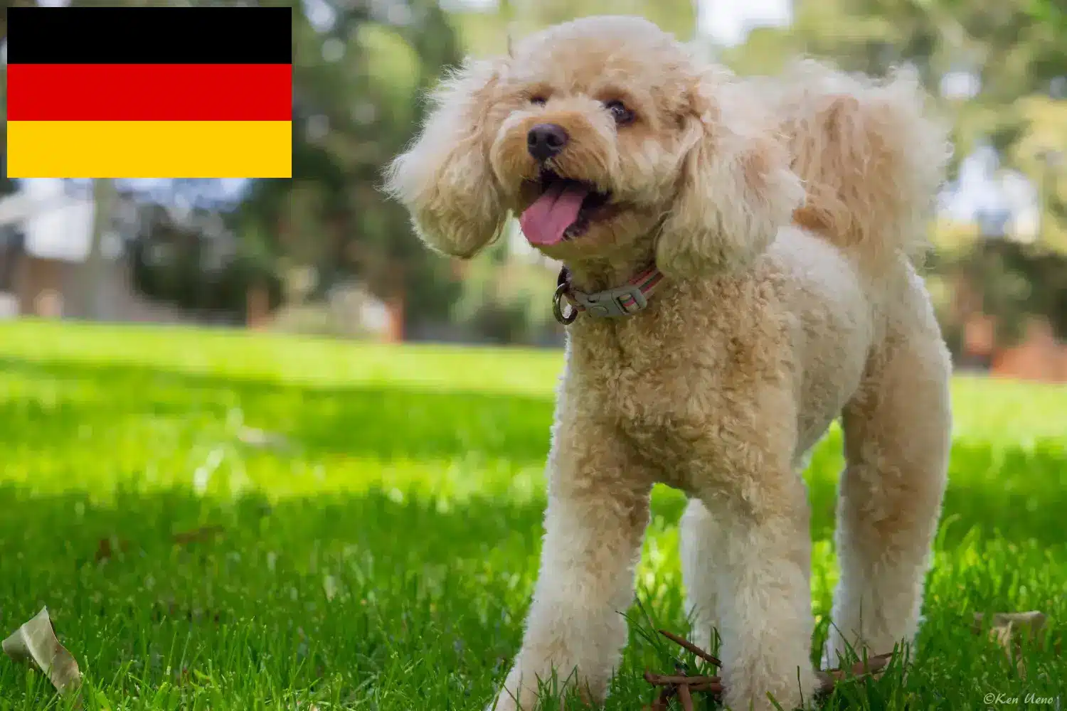 Read more about the article Crescători de Cavoodle și căței în Germania