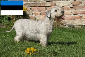 Read more about the article Czech Terrier crescător și căței în Estonia