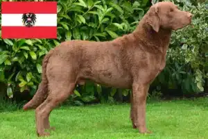 Read more about the article Chesapeake Bay Retriever crescători și căței în Austria