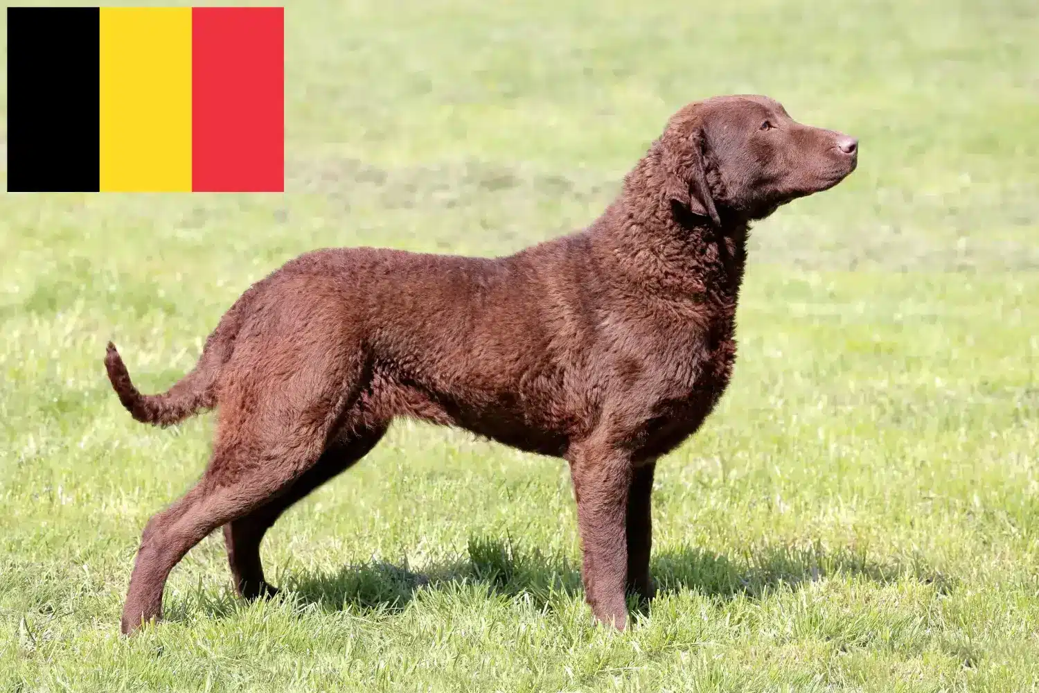 Read more about the article Chesapeake Bay Retriever crescători și căței în Belgia