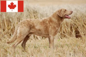 Read more about the article Chesapeake Bay Retriever crescători și căței în Canada