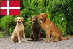 Read more about the article Chesapeake Bay Retriever crescători și căței în Danemarca