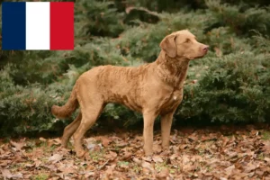 Read more about the article Chesapeake Bay Retriever crescători și căței în Franța