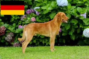 Read more about the article Chesapeake Bay Retriever crescători și căței în Germania