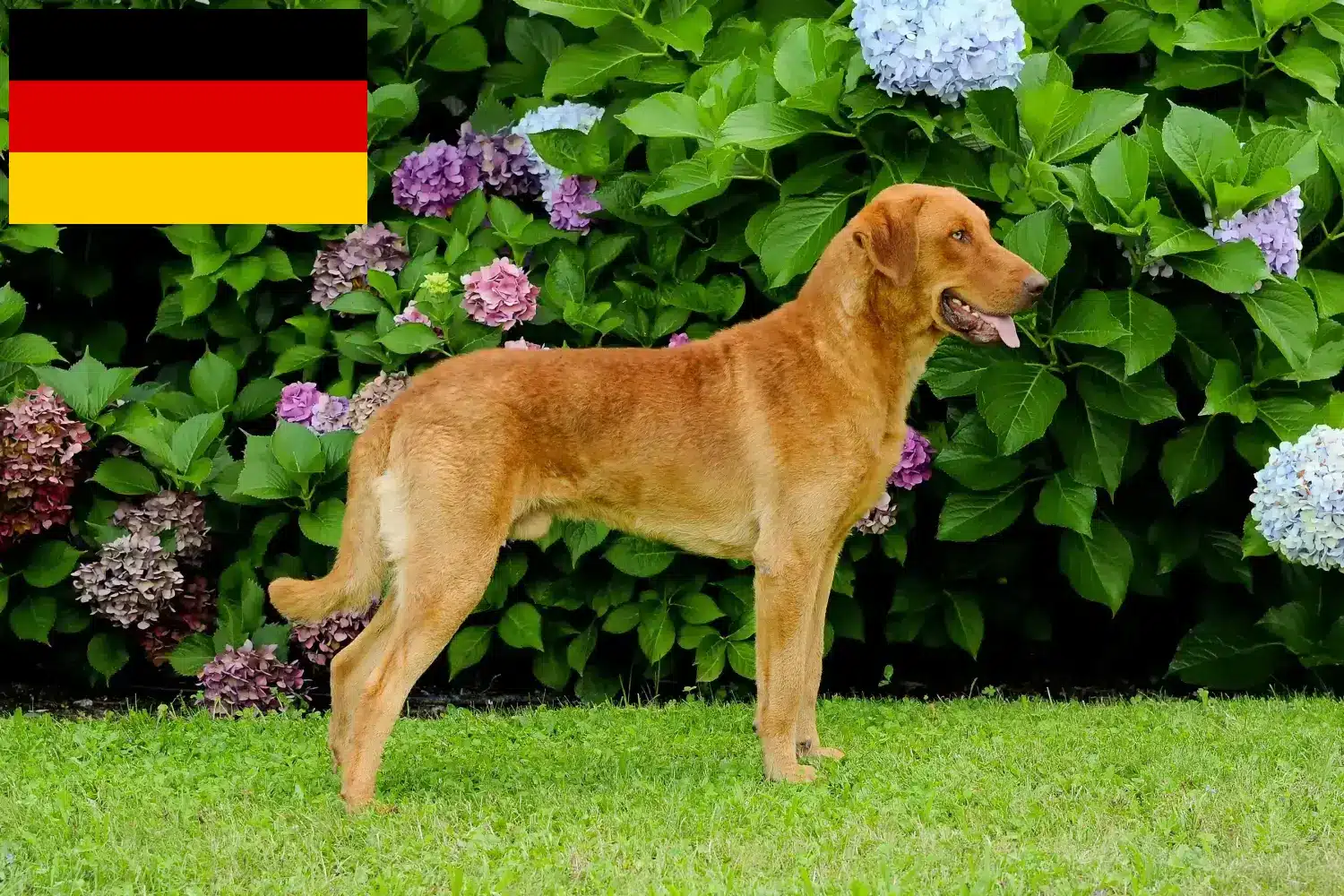 Read more about the article Chesapeake Bay Retriever crescători și căței în Germania