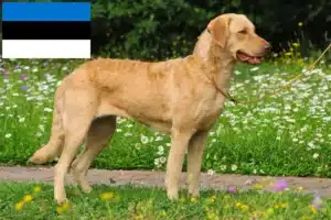 Read more about the article Chesapeake Bay Retriever crescători și căței în Estonia