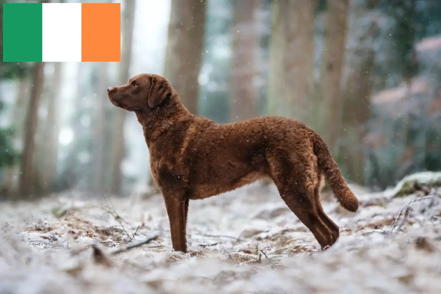 Read more about the article Chesapeake Bay Retriever crescători și căței în Irlanda