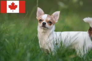 Read more about the article Chihuahua crescători și căței în Canada