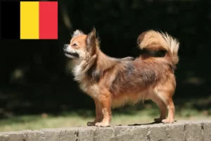 Read more about the article Chihuahua crescători și căței în Belgia