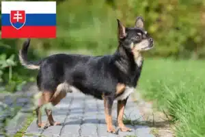 Read more about the article Chihuahua crescători și căței în Slovacia