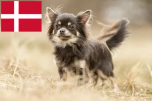 Read more about the article Chihuahua crescători și căței în Danemarca