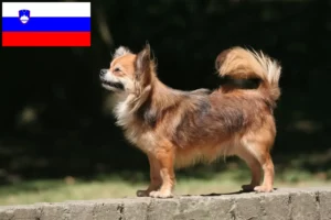 Read more about the article Chihuahua crescători și căței în Slovenia