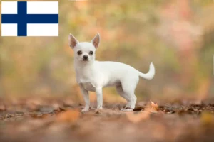 Read more about the article Chihuahua crescători și căței în Finlanda