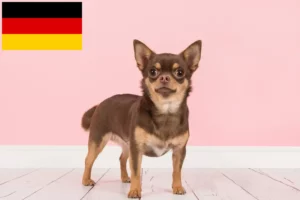 Read more about the article Chihuahua crescători și căței în Germania