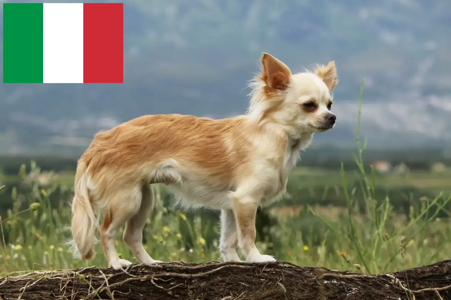 Read more about the article Chihuahua crescători și căței în Italia